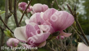 zdjecie rosliny: magnolia Soulange\'a \'Picture\'