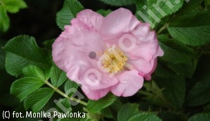 zdjecie rosliny: róża DAGMAR HASTRUP \'Fru Dagmar Hastrup\'