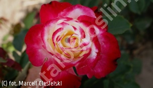 zdjecie rosliny: róża DOUBLE DELIGHT \'Andeli\'