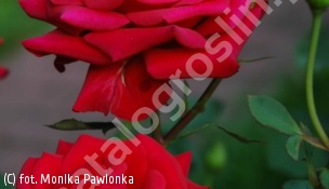 zdjecie rosliny: róża KARDINAL \'Korlingo\'