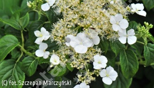 zdjecie rosliny: hortensja pnąca \'Cordifolia\'
