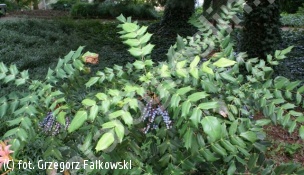 zdjecie rosliny: mahonia japońska