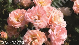zdjecie rosliny: róża PEACH DRIFT \'Meiggili\'