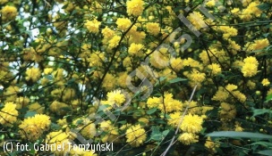 zdjecie rosliny: złotlin japoński \'Pleniflora\'
